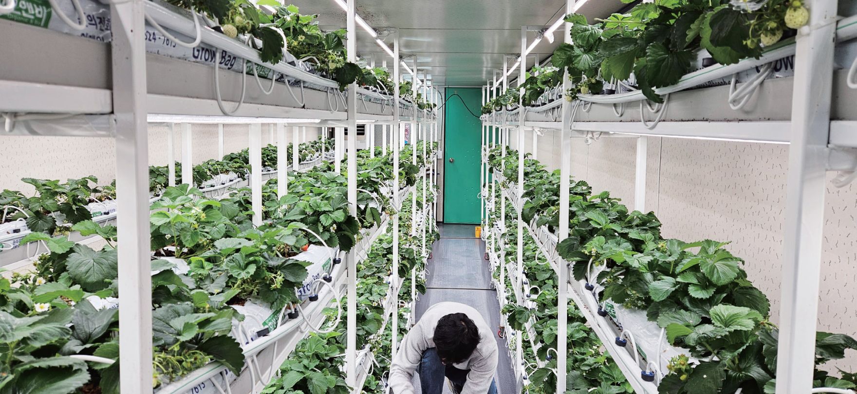 미래 농업의 새로운 표준, KT FARMS 스마트팜